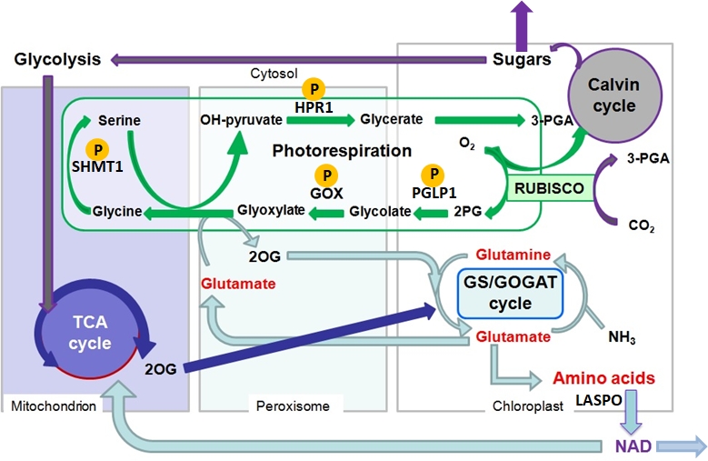 MetaboActions : Signaling